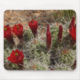 Claret Cup cactus Blume 2 Mousepad