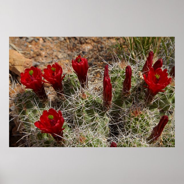 Claret Cup cactus Blume 2 Poster (Vorne)
