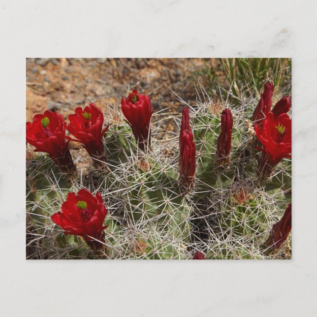 Claret Cup cactus Blume 2 Postkarte (Vorderseite)