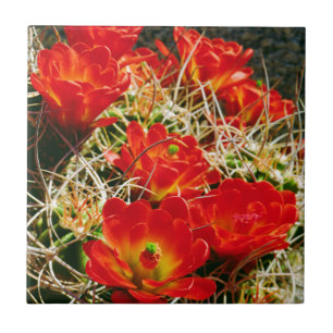 Claret Cup Cactus Wildblumen Fliese