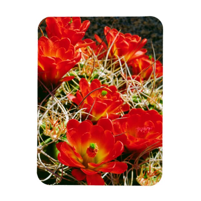 Claret Cup Cactus Wildblumen Magnet (Vertikal)
