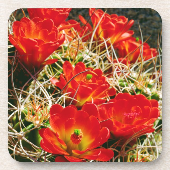Claret Cup Cactus Wildblumen Untersetzer (Vorderseite)