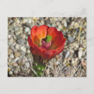 Claret Cup Igel Cactus Bloom Postkarte