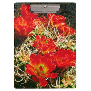 Claret Cup Kaktus Wildblumen Klemmbrett