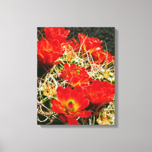 Claret Cup Kaktus Wildblumen Leinwanddruck