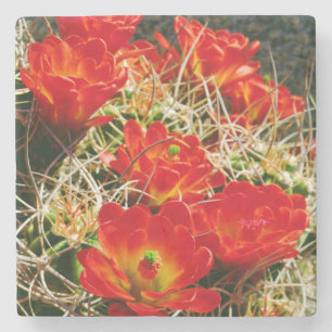 Claret Cup Kaktus Wildblumen Steinuntersetzer