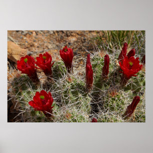 Claret Cup Kaktusblüten 2 Poster