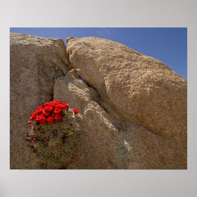 Claret Cup oder Mojave-Kakteen in Blüte Poster (Vorne)