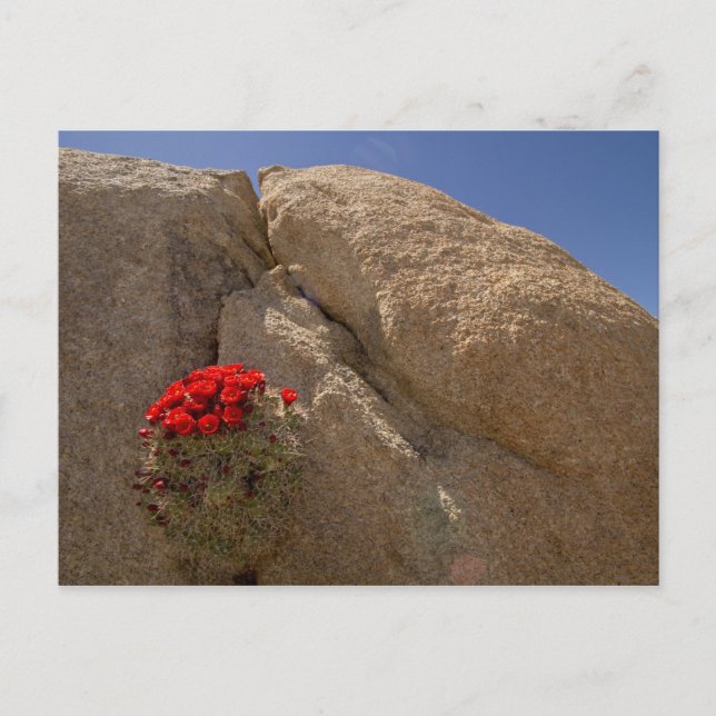 Claret Cup oder Mojave-Kakteen in Blüte Postkarte (Vorderseite)