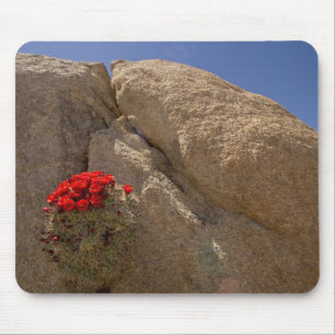 Claret Cup oder Mojave-Mound-Cactus in Blüte Mousepad