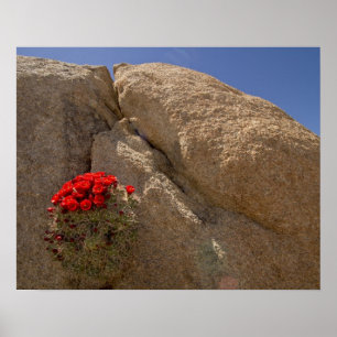Claret Cup oder Mojave-Mound-Cactus in Blüte Poster