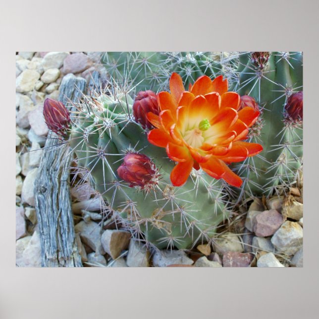 Claret Cup Poster (Vorne)