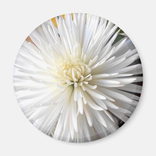 Claricia Magnet (Vorne)