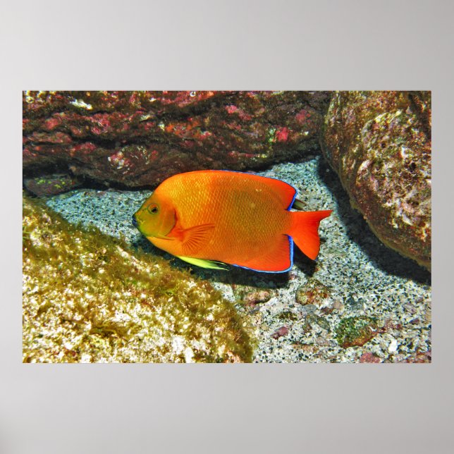 Clarion Angelfish II Poster (Vorne)