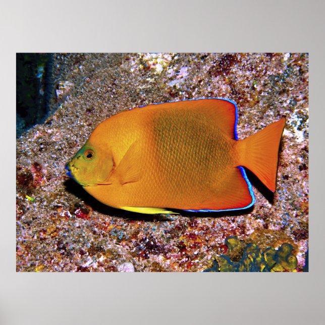 Clarion Angelfish Poster (Vorne)