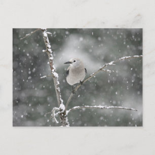 Clark-Nussknacker Postkarte