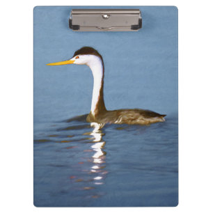 Clark's Grebe Painting - Original Bird Art Klemmbrett