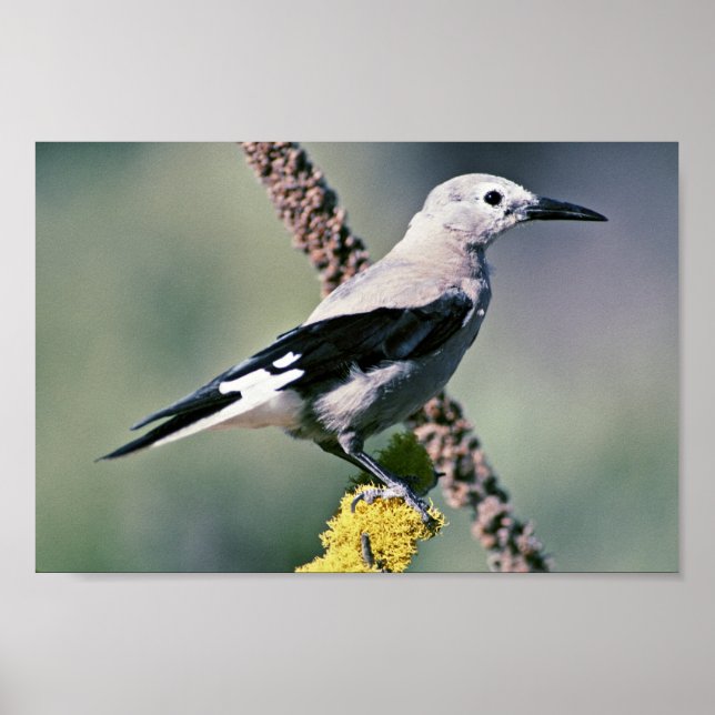 Clarks Nutcracker Poster (Vorne)