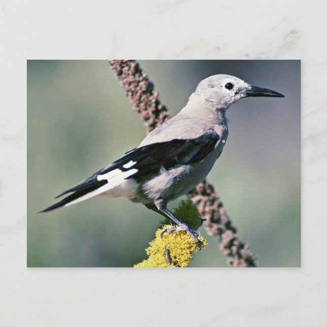 Clarks Nutcracker Postkarte (Vorderseite)