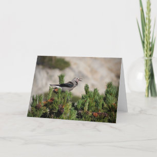 Clark's Nutcracker - Yosemite Dankeskarte