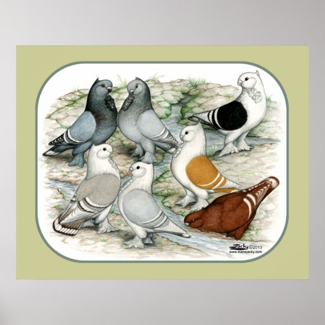 Classic Frill Barred Pigeons Poster (Vorne)