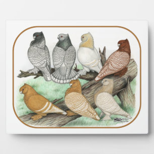 Classic Frill Pigeons Blondinettes Fotoplatte