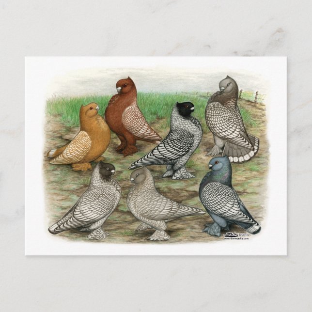Classic Frill Pigeons Laced Blondinettes Postkarte (Vorderseite)