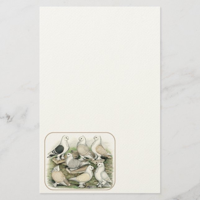 Classic Frill Tauben Satinettes Briefpapier (Vorderseite)