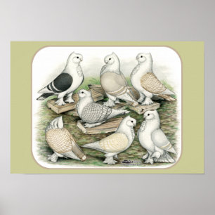 Classic Frill Tauben Satinettes Poster