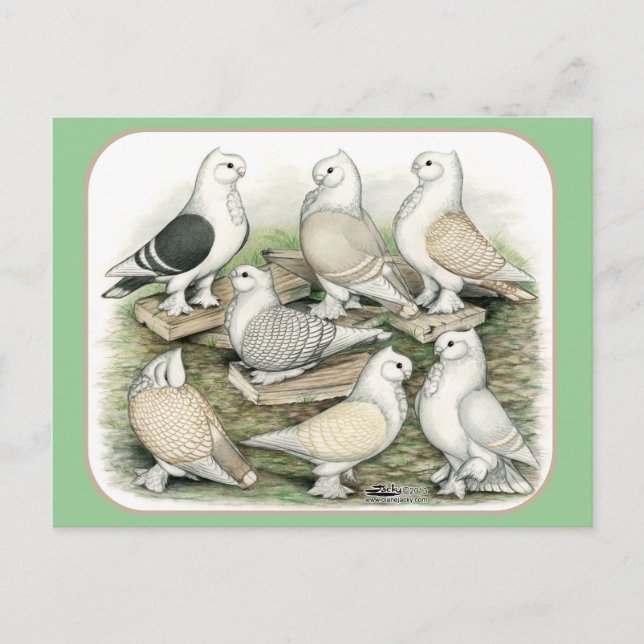 Classic Frill Tauben Satinettes Postkarte (Vorderseite)