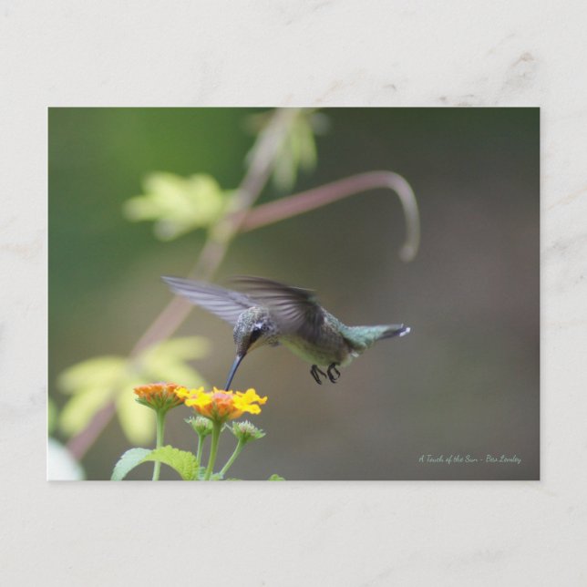 Classic Hummingbird Postkarte (Vorderseite)