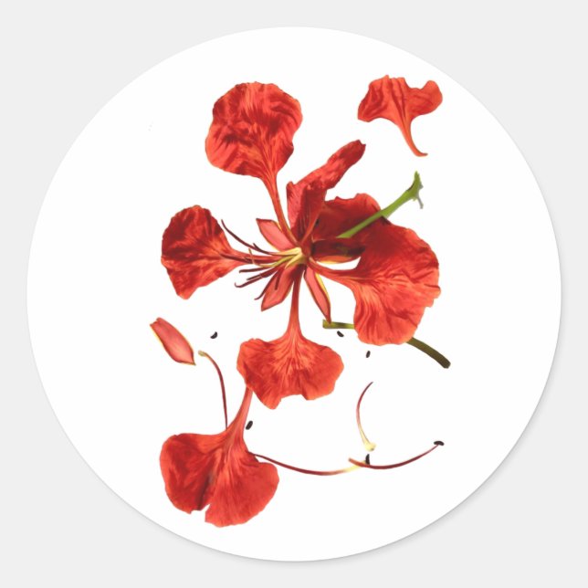 Classic Round Sticker Royal Poinciana (Vorderseite)