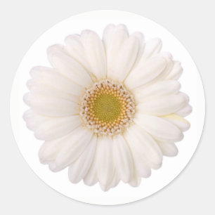 Classic White Gerbera Daisy Blume Runder Aufkleber