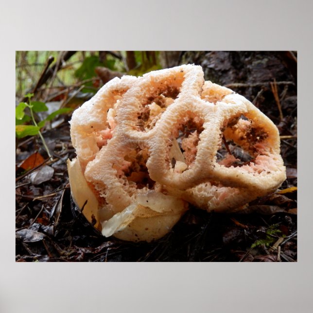 Clathrus ruber Poster (Vorne)