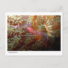Cleaner Shrimp - 01 Postkarte