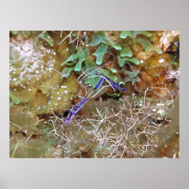 Cleaner Shrimp Poster (Vorne)