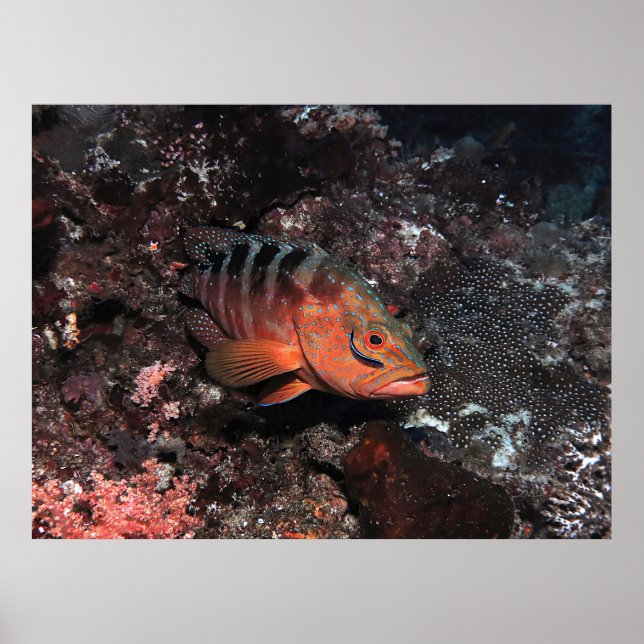 Cleaner Wrasse Eyeliner Poster (Vorne)
