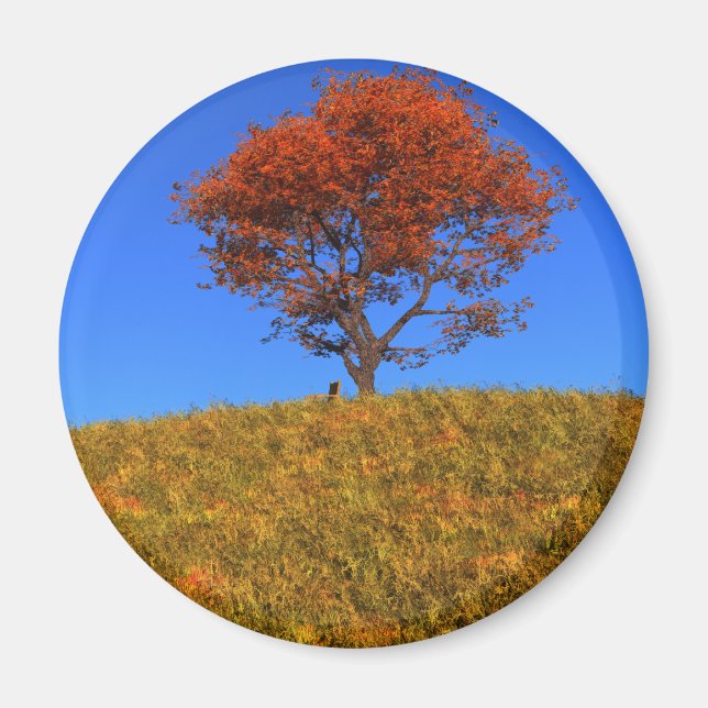 Clear Autumn Day Magnet (Vorne)