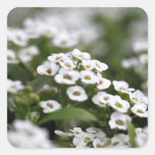 Clear Crystal White Alyssum Quadratischer Aufkleber