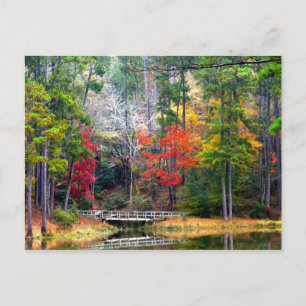 Clear Springs - Homochitto National Forest Postkarte