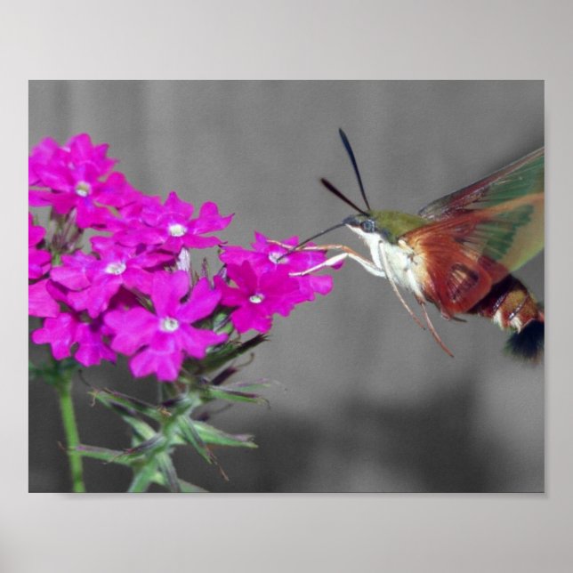 Clear Wing Humming Bird Moth Poster (Vorne)