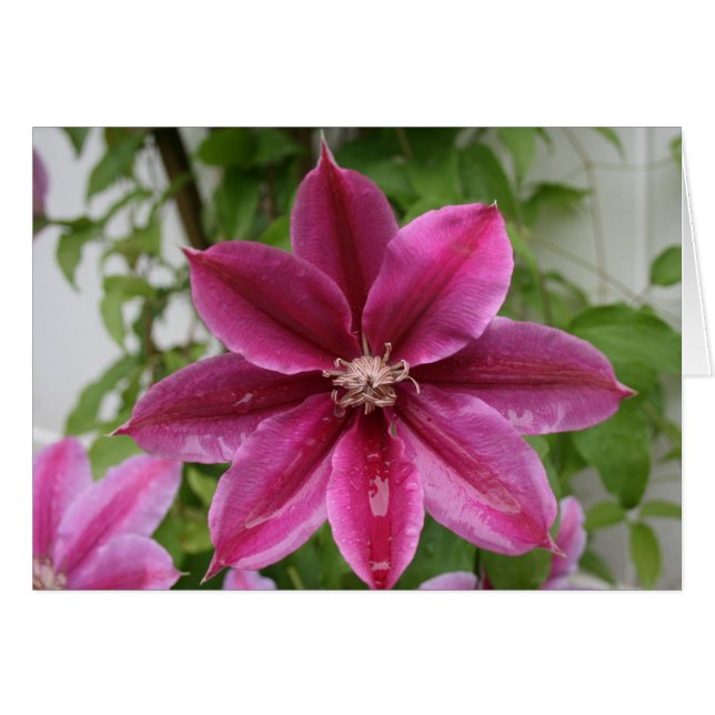 Clematis (Vorderseite (Horizontal))