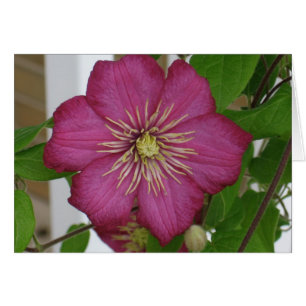 Clematis