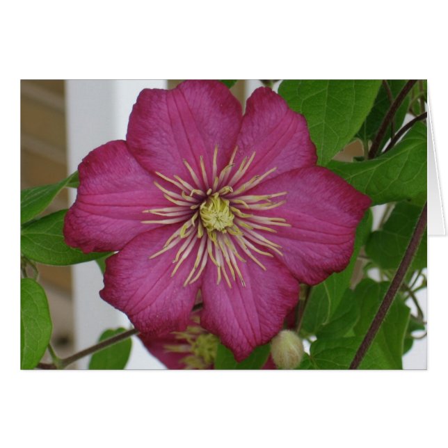 Clematis (Vorderseite (Horizontal))