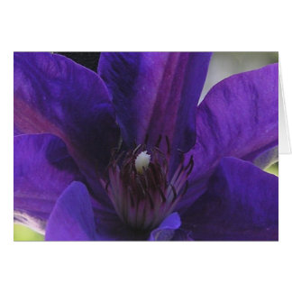 Clematis