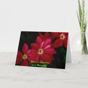 Clematis_1, Wann ist eine Poinsettia keine Poinset Feiertagskarte