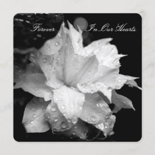 Clematis 2b Dewdrops-Gedenkfeier Ankündigung