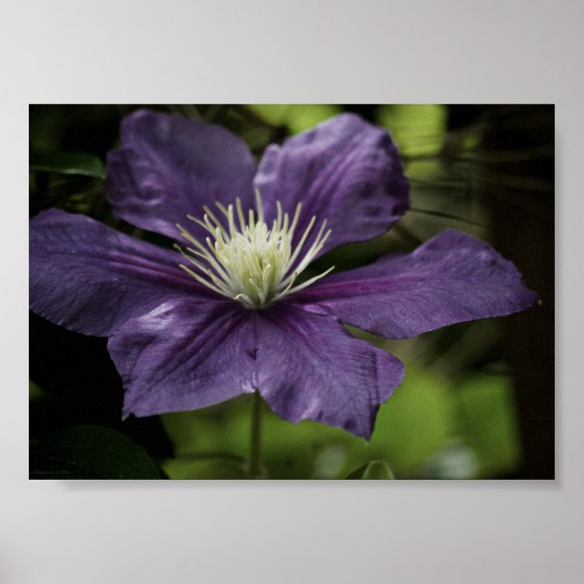 Clematis 8510 Druck Poster (Vorne)