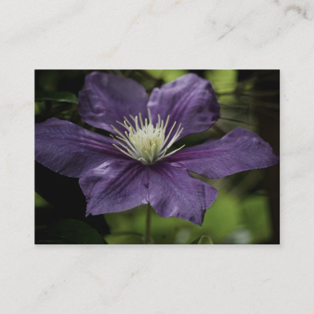 Clematis 8510 Mini Print Visitenkarte (Vorderseite)