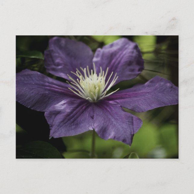 Clematis 8510 Postkarte (Vorderseite)